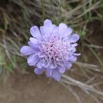 Scabiosa canescens Blüte