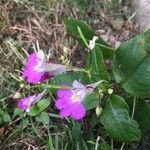 Impatiens balfouri