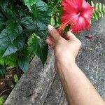 Hibiscus rosa-sinensis花