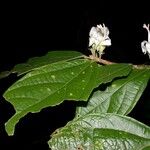 Quararibea bracteolosa Otro