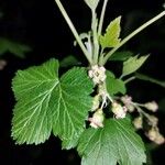 Ribes nigrum Blüte