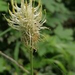 Phyteuma spicatum 花