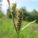 Carex tomentosa Frukt