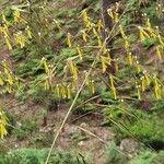 Celtica gigantea 花