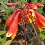 Blandfordia punicea 花