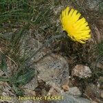 Hieracium glanduliferum Habit