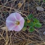 Calystegia soldanella Habitat