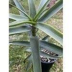 Aloe striatula ᱥᱟᱠᱟᱢ