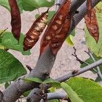 Cercis occidentalis Fruitua