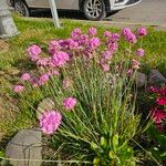 Armeria maritima Συνήθη χαρακτηριστικά