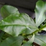 Talinum paniculatum Yaprak