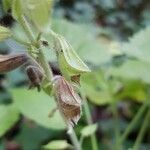 Salvia glutinosa Fruit