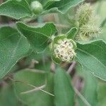 Acanthospermum australe Flower