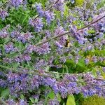 Nepeta × faassenii Floare