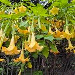 Brugmansia versicolor Blomst