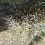 Stipella parviflora 形態