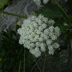Imperatoria ostruthium Fula