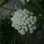 Peucedanum ostruthium Flower