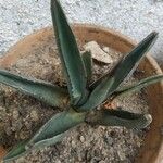 Agave palmeri Агульны выгляд