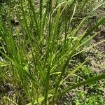 Acorus calamus List