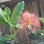 Scadoxus multiflorus ᱵᱟᱦᱟ