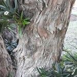 Podocarpus lambertii Bark