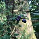 Rhaphithamnus spinosus Fruto