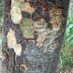 Commiphora mollis Casca
