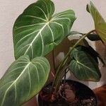 Philodendron gloriosum Blad