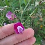 Lathyrus clymenumΛουλούδι