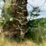Agrostis gigantea Flor
