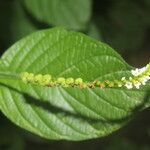 Heliotropium angiospermum Leaf