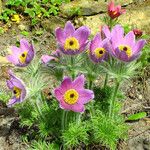 Pulsatilla vulgaris Leaf