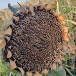 Helianthus annuus Fruit