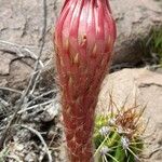Echinopsis candicans Flower