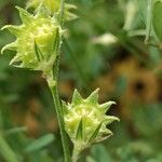Onobrychis aequidentata 果実