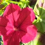 Salpiglossis sinuata Blüte