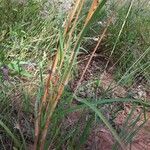 Themeda quadrivalvis Агульны выгляд