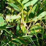 Astragalus frigidus Ŝelo