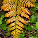 Dryopteris erythrosoraЛист