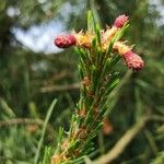 Pinus sylvestris Květ