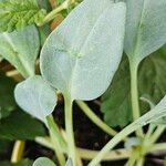 Mertensia maritima Leaf