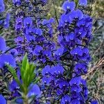 Hardenbergia comptoniana Flower