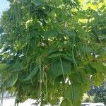 Catalpa bignonioidesList