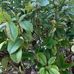 Photinia serratifolia Foglia