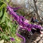 Salvia leucantha Flower