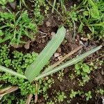 Sorghum arundinaceum Leaf