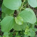 Cordia monoica ഇല