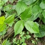 Rubus pallidus Leaf