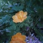 Trollius chinensis 花